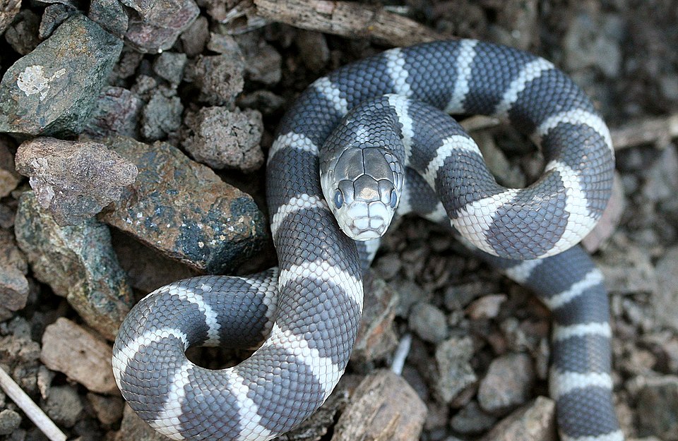 California kingsnake (Lampropeltis californiae)