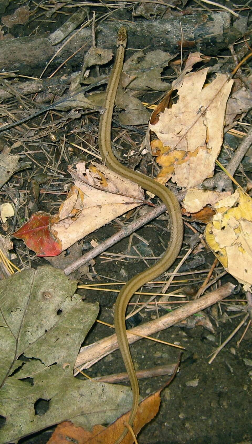 DeKay's brown snake (Storeria dekayi)