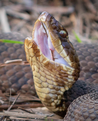 Northern cottonmouth (Agkistrodon piscivorus)