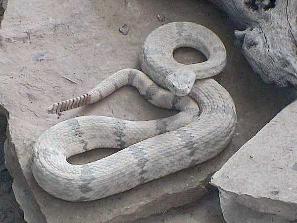 Rock rattlesnake (Crotalus lepidus)