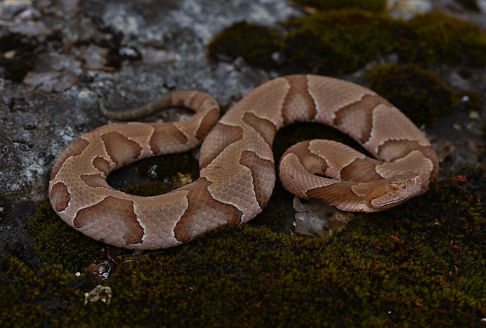 Eastern copperhead (Agkistrodon contortrix)