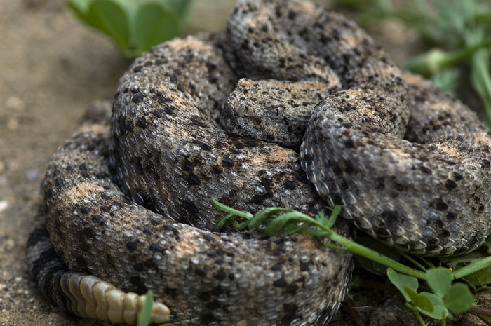 Southwestern speckled rattlesnake (Crotalus pyrrhus)
