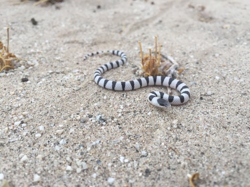 Colorado desert shovel-nosed snake (Chionactis annulata)