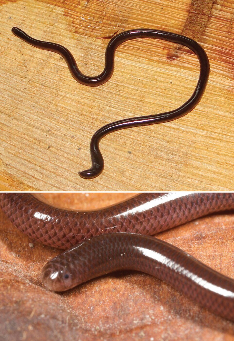 Brahminy blindsnake (Indotyphlops braminus)