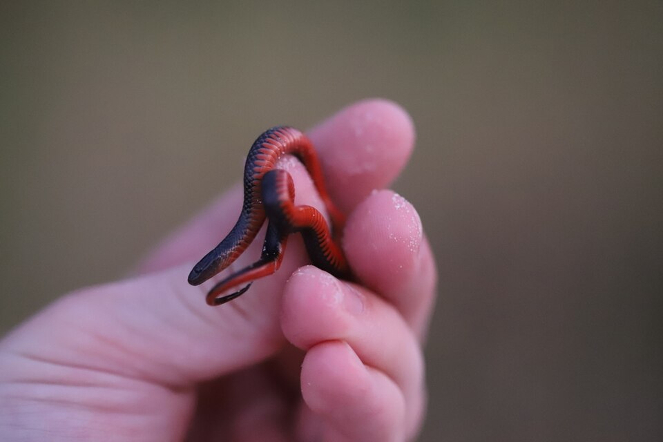 Black swamp snake (Liodytes pygaea)