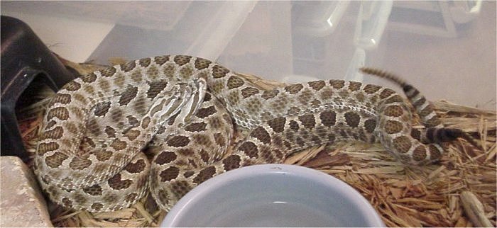 Western massasauga (Sistrurus tergeminus)
