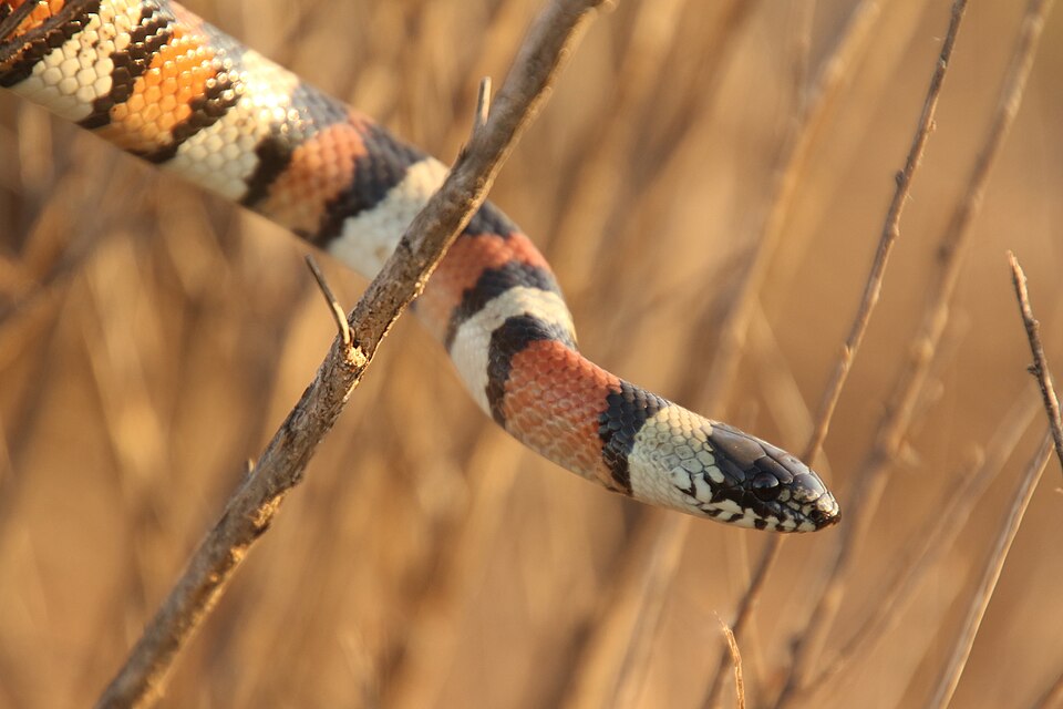 Central plains milksnake (Lampropeltis gentilis)