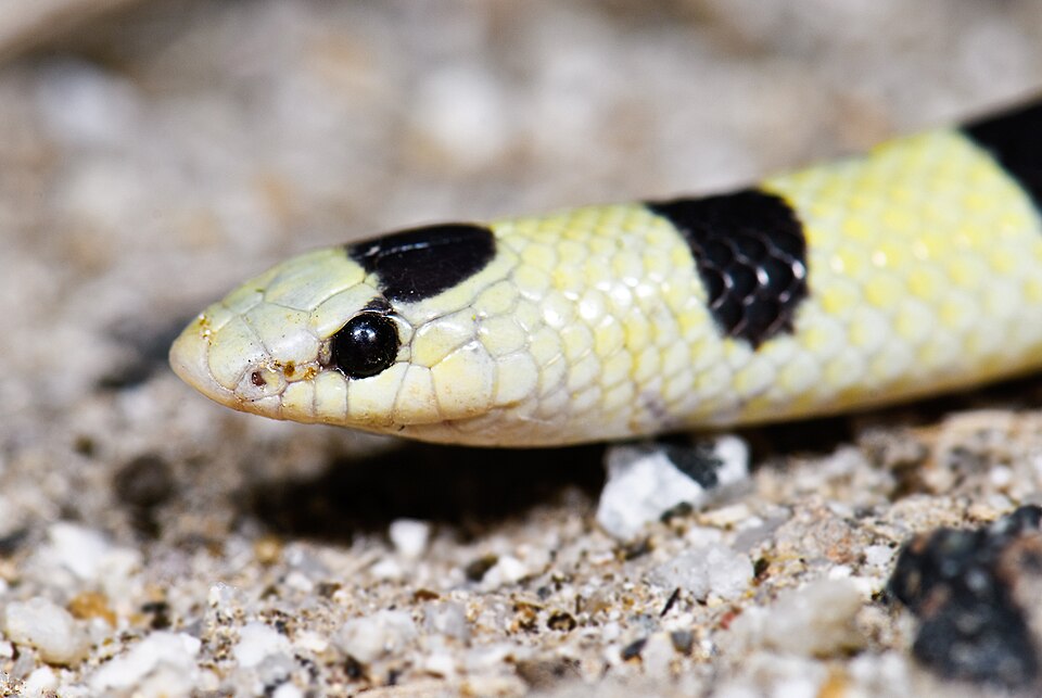 Western shovel-nosed snake (Sonora occipitalis)