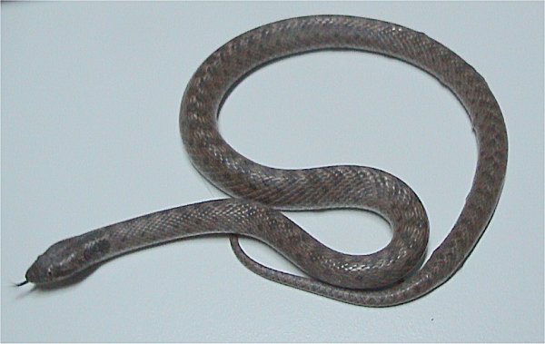Chihuahuan night snake (Hypsiglena jani)