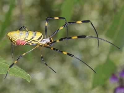 Joro spider