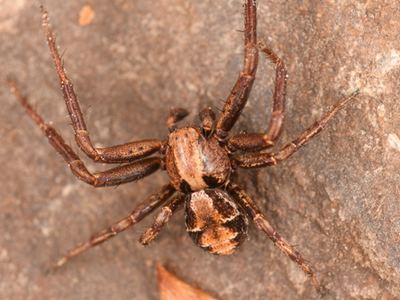 Related species: Spiracme triangulosa