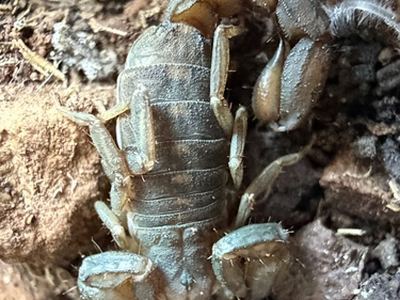Catalinia thompsoni