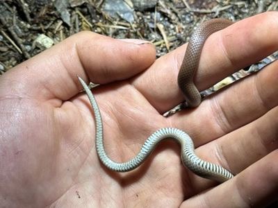 Forest sharp-tailed snake