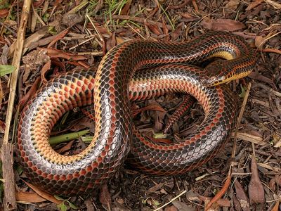 Rainbow snake