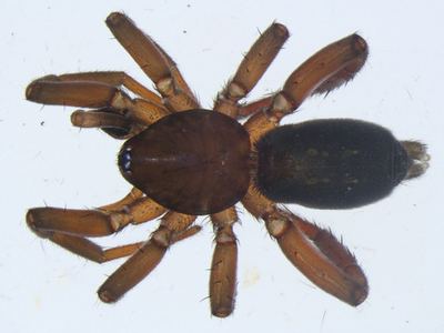 Marinarozelotes lyonneti