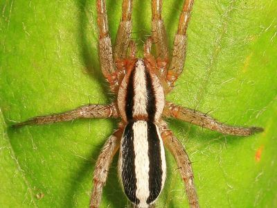 Two-lined stealthy ground spider