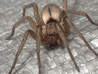 Neglected ground hunter spider