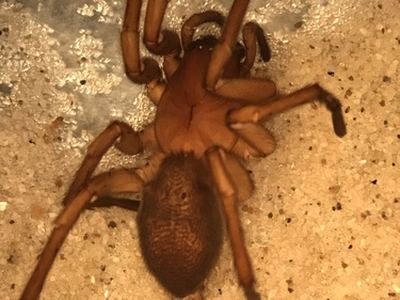 Related species: Orodrassus coloradensis