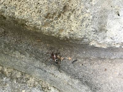 Sergiolus montanus