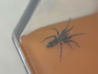 Sergiolus columbianus