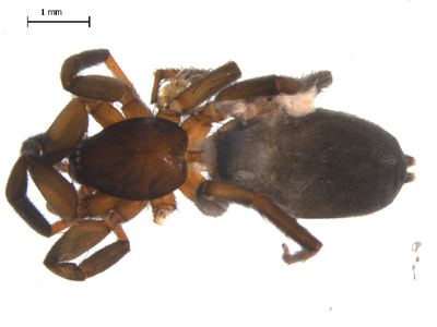 Related species: Drassyllus insularis