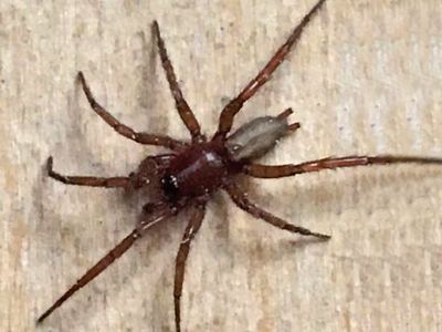 Urozelotes rusticus