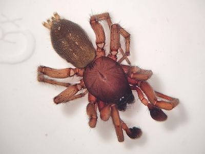 Related species: Haplodrassus signifer