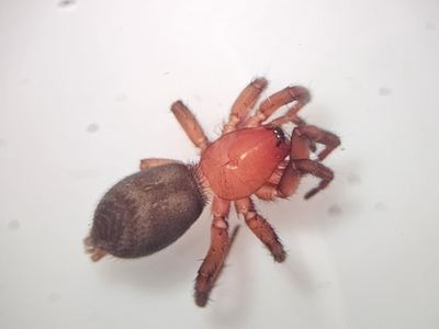 Gnaphosa fontinalis