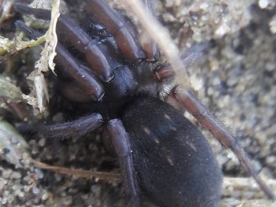 Gnaphosa microps
