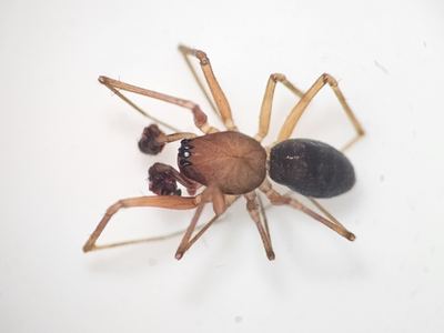 Pale sheetweb weaver