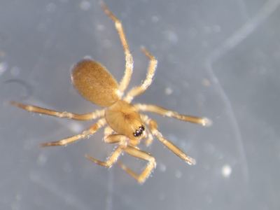 Diplocentria bidentata