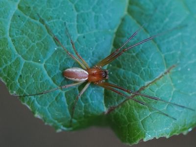 Pityohyphantes rubrofasciatus