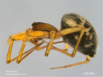 Tenuiphantes tenuis