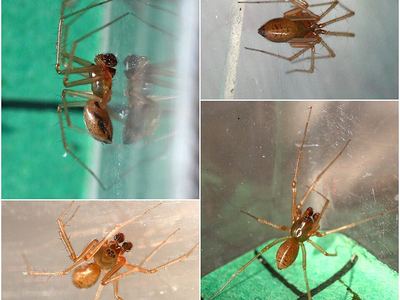Related species: Helophora insignis