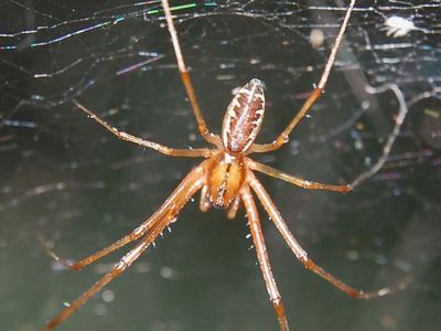 Money spider