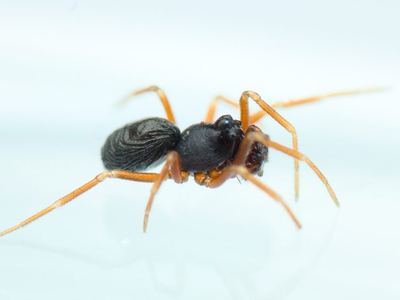 Cnephalocotes obscurus