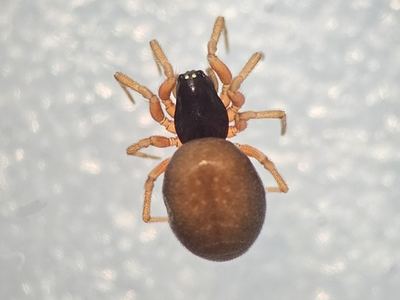 Grammonota inornata