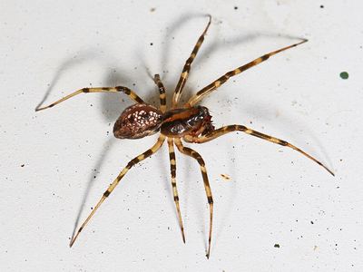 Tapinopa bilineata