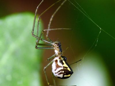 Filmy dome spider