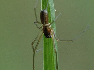 Latticed sheet-web weaver