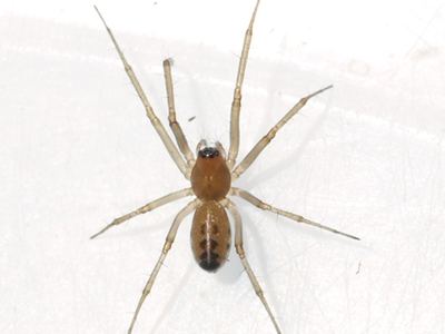 Neriene variabilis