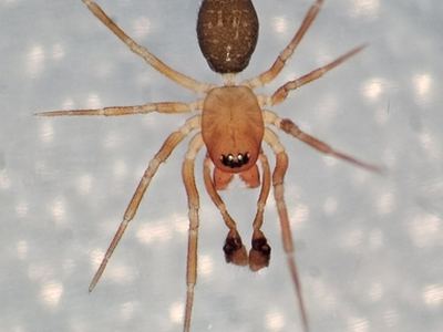 Autumn money spider