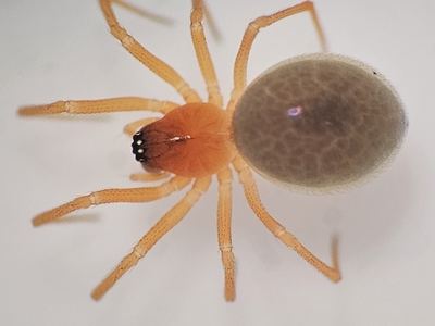 Ceratinopsidis formosa