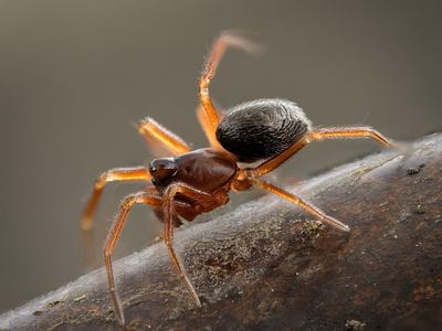 Ceratinops inflatus