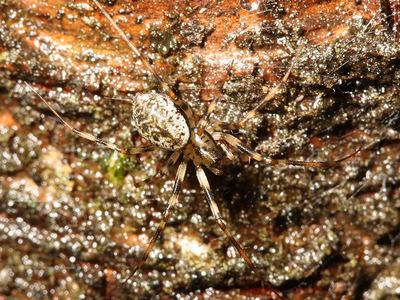 Northern long-toothed sheetweaver