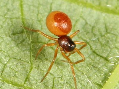 Ceraticelus fissiceps