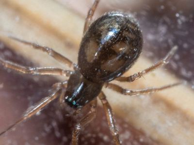 Mermessus maculatus