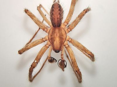 Agelenopsis kastoni