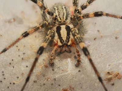 Desert grass spider