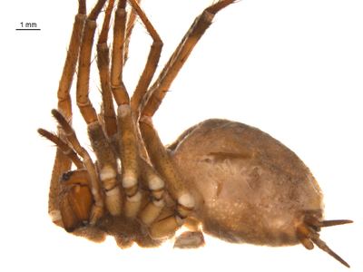 Agelenopsis oklahoma